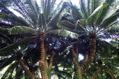 Cycas circinalis