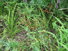 Hypericum attenuatum