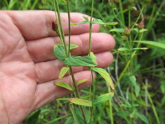 Hypericum attenuatum