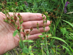 Hypericum attenuatum
