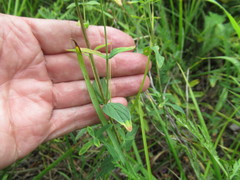 Hypericum attenuatum