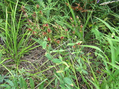 Hypericum attenuatum