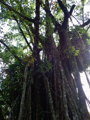 Ficus prolixa
