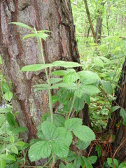 Rubus hirtus