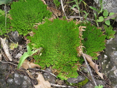 Selaginella pilifera