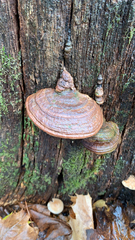 Ganoderma