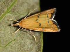 Glaucocharis auriscriptella