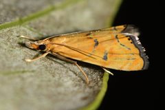 Glaucocharis auriscriptella