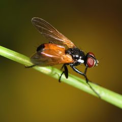 Huttonobesseria verecunda