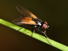 Huttonobesseria verecunda