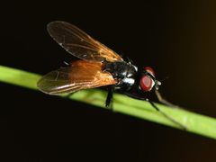 Huttonobesseria verecunda