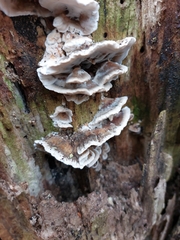 Bjerkandera adusta