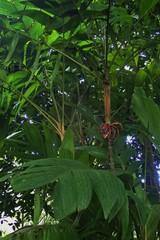 Pinanga coronata