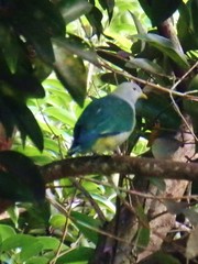 Ptilinopus purpuratus