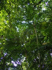 Ptychosperma sanderianum