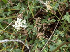 Pimelea glauca