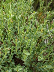 Pimelea glauca