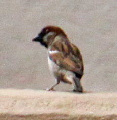 Passer domesticus
