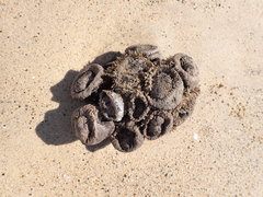 Pyura praeputialis