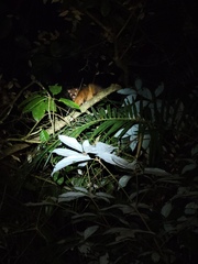 Trichosurus johnstonii