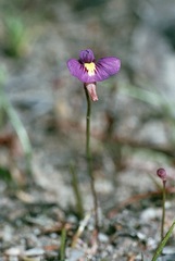 Utricularia violacea