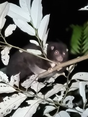 Pseudochirulus herbertensis