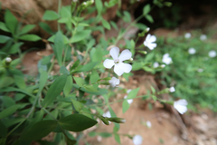 Petrocoptis montserratii