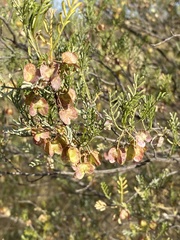 Dodonaea sinuolata acrodentata