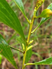 Acacia cincinnata