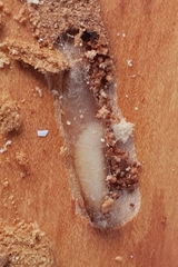 Xorides sepulchralis