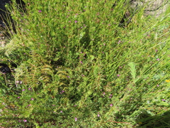 Indigofera filicaulis