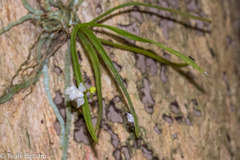 Sarcochilus hillii