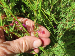 Indigofera filicaulis