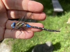 Rhionaeschna jalapensis