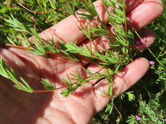 Indigofera filicaulis
