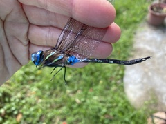 Rhionaeschna jalapensis