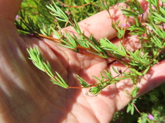 Indigofera filicaulis