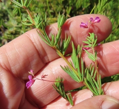 Indigofera filicaulis