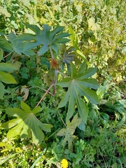 Ricinus communis