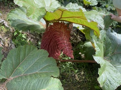 Gunnera insignis