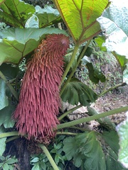 Gunnera insignis