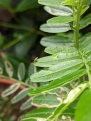Liriomyza clianthi