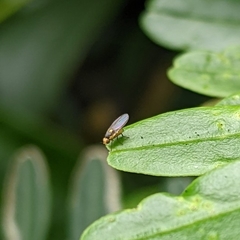 Liriomyza clianthi