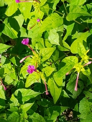 Mirabilis jalapa
