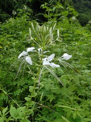 Cleome spinosa