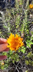 Berkheya barbata