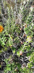 Berkheya barbata