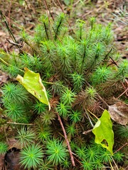 Dawsonia longiseta