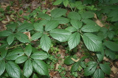 Rubus hirtus