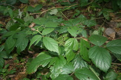 Rubus hirtus